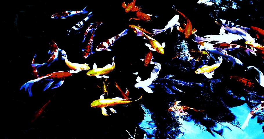 koi, fish, water, creative, underwater, swimming, animals in the wild HD wallpaper