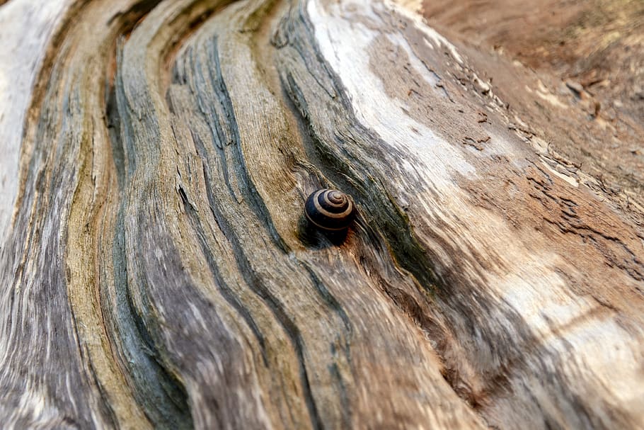 snail, slug, tree, bark, texture, animal, shell, slowly, crawl HD wallpaper