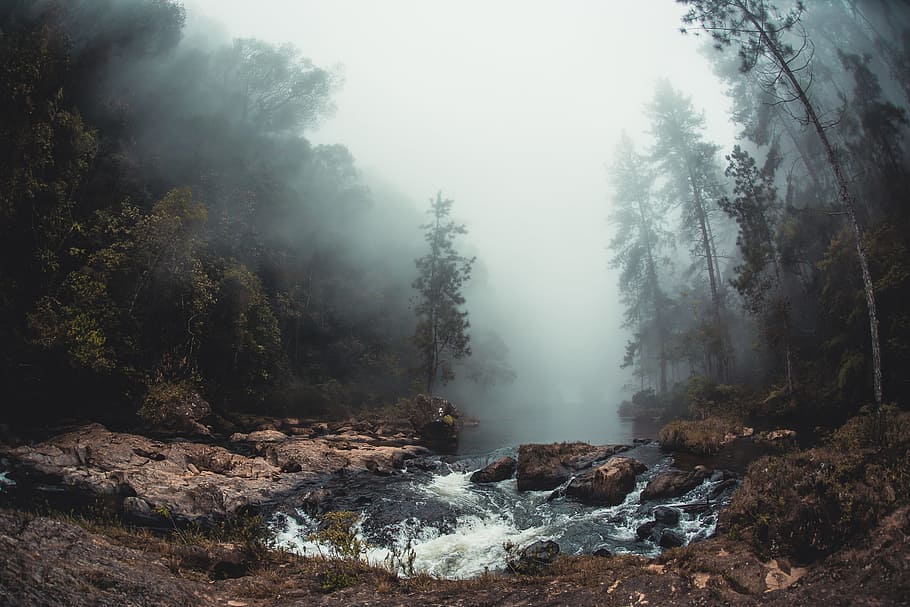 landscape photo of river between trees covered with fog, forest HD wallpaper