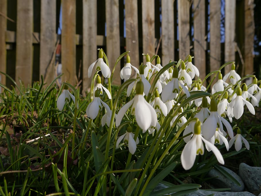 germany, zang, garden, spring, flower, plant, flowering plant HD wallpaper