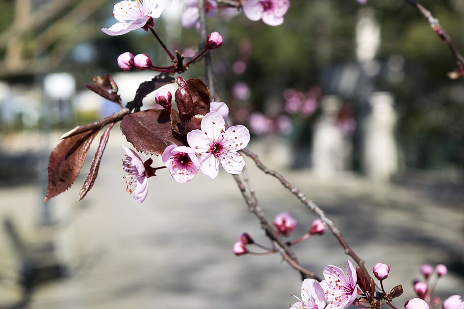 pink petaled flower, plant, blossom, cherry blossom, spring, italy HD wallpaper