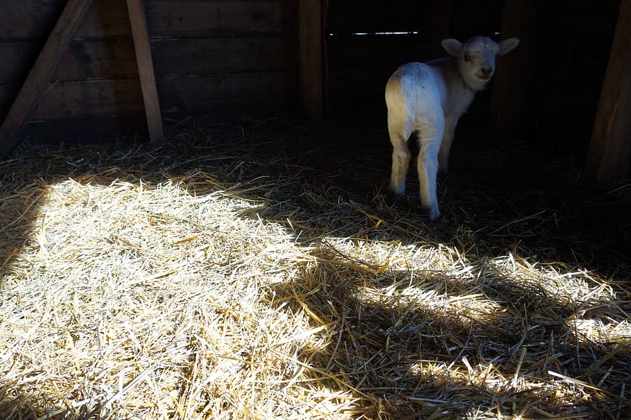 shadow, lamb, lambs, sheep, baby, babies, young, youth, youthful HD wallpaper
