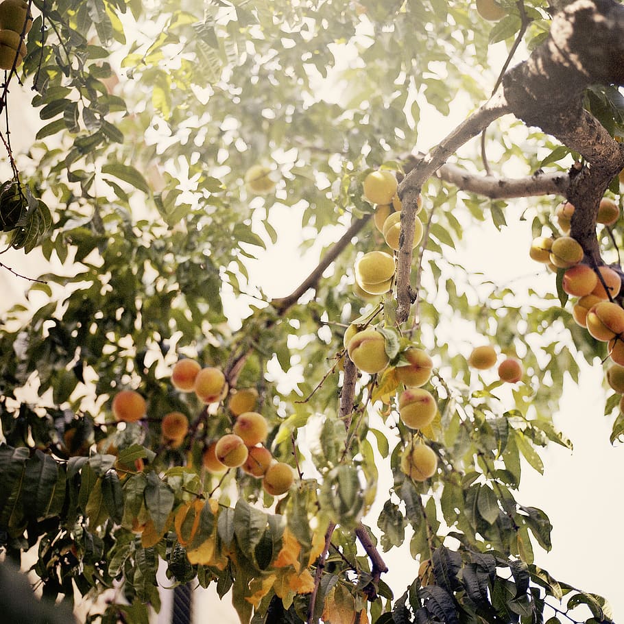 orangae fruits, plant, tree, growth, healthy eating, leaf, nature HD wallpaper
