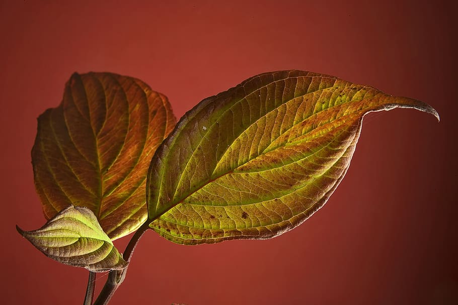 leaf, indoor, green, leaves, botany, houseplants, decorative HD wallpaper
