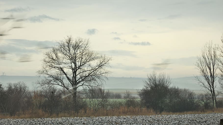 trees, nature, wallpaper, plant, sky, tranquility, beauty in nature HD wallpaper