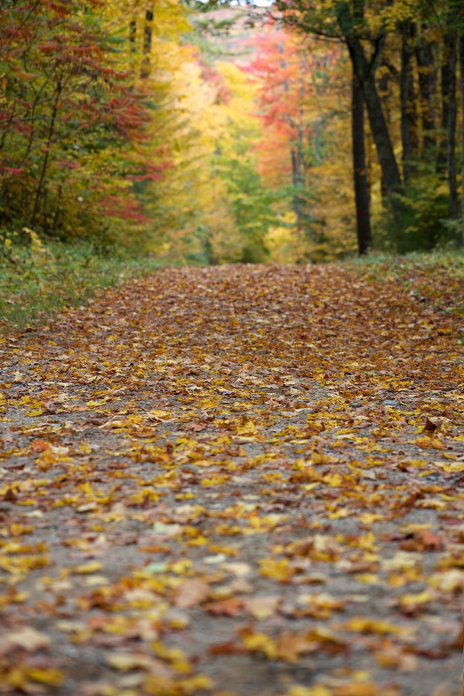 autumn, foliage, leaves, fall, season, hiking, forest, trees HD wallpaper