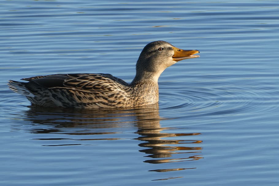 duck, water, ditch, reflection, waterfowl, plumage, swimming HD wallpaper