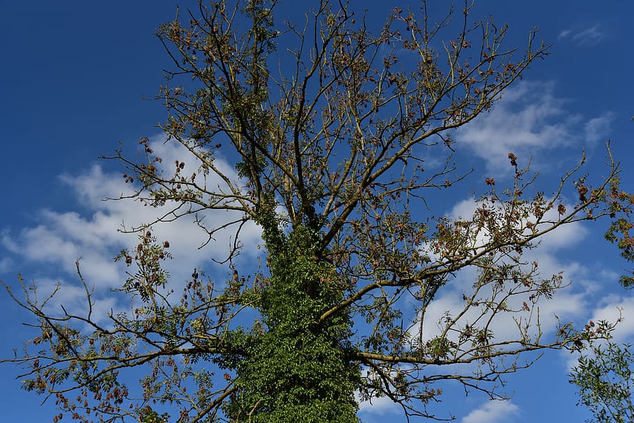 tree, autumn, sky, clouds, crown, entwine, parasite, green HD wallpaper