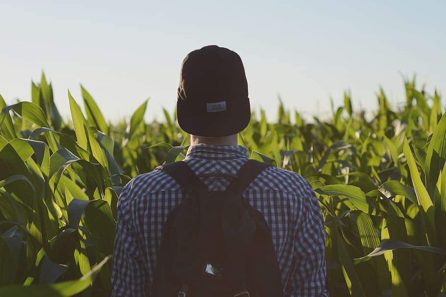 man facing green corn plants during day, cap, male, hat, foliage HD wallpaper