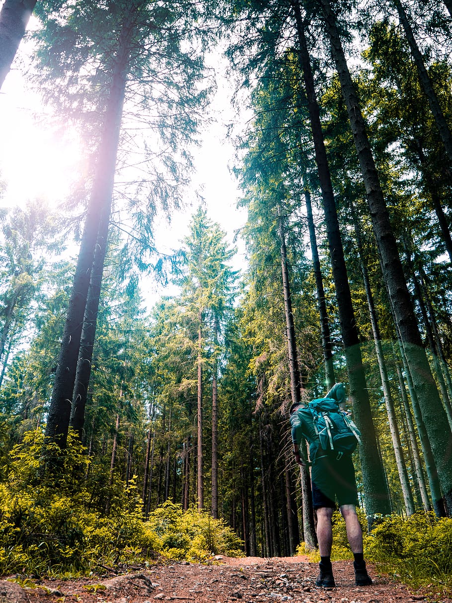 green-leafed trees, vegetation, plant, light, flare, person, human HD wallpaper