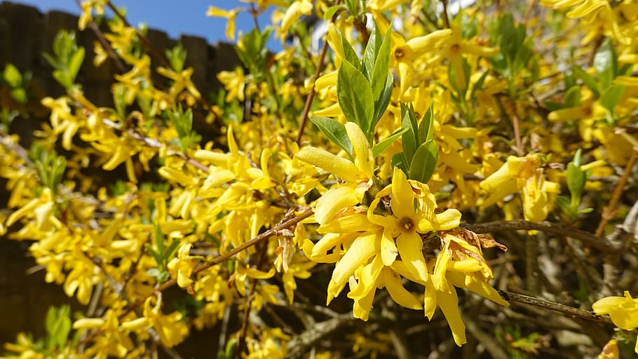 forsythia, yellow, garden, spring, blossom, sierheester, nature HD wallpaper