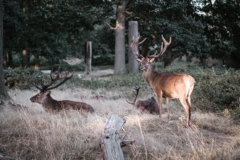 three brown deers on field of grass, forest, sunlight, shadow HD wallpaper