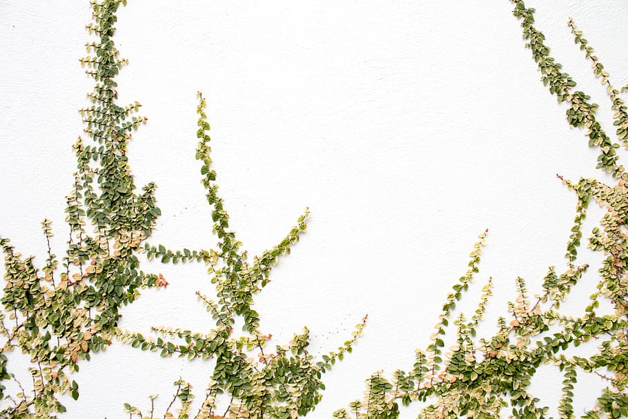 vine, nature, white, ivy, wallpaper, tree, leaf, minimal, brisbane, HD wallpaper