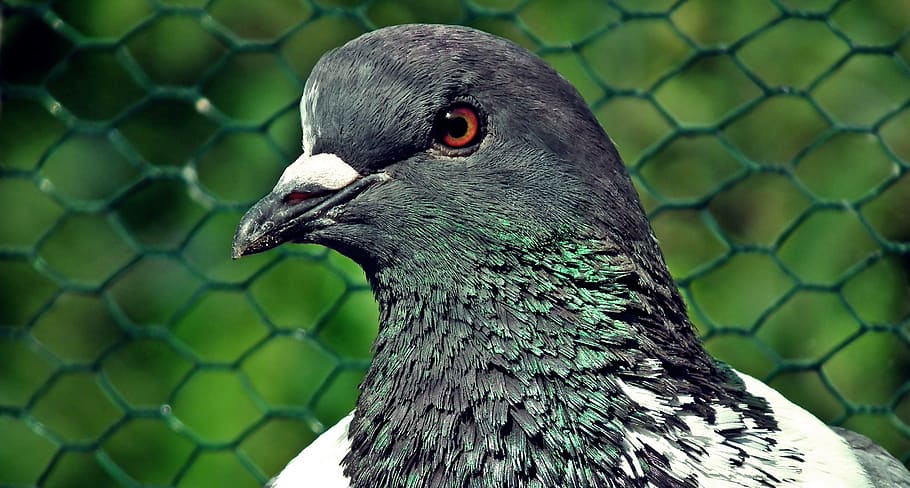 dove, king, kennel, bird, pen, spring, plumage, nature, closeup HD wallpaper