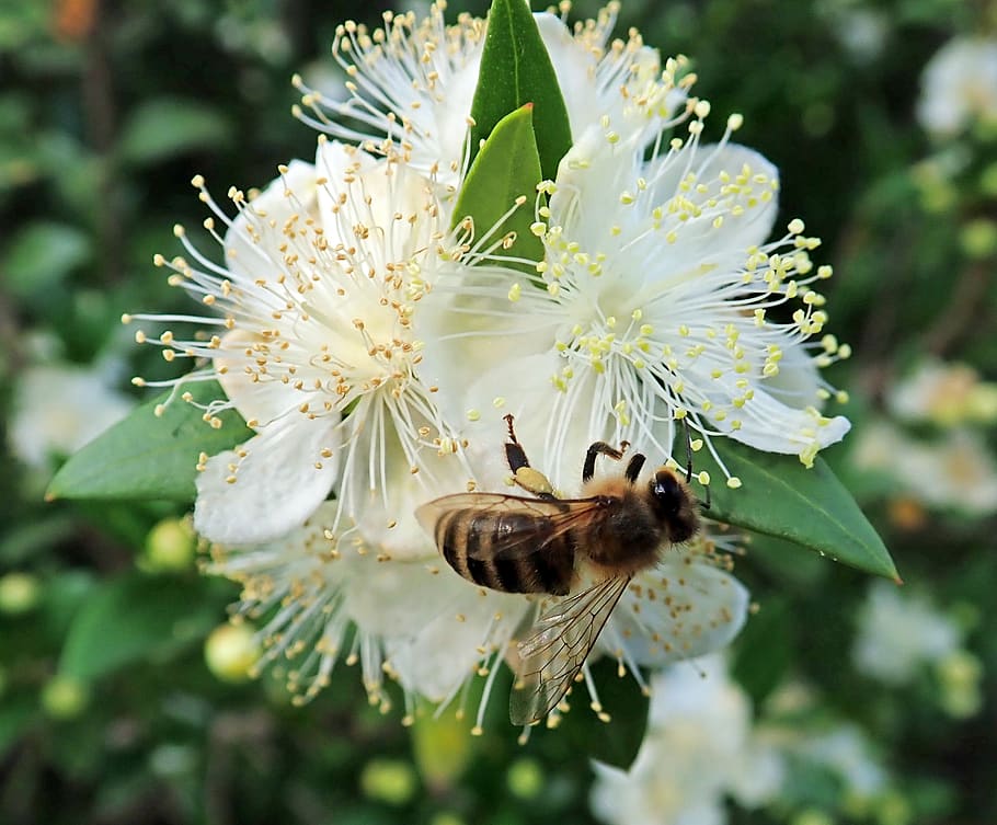 bee, insect, flower, myrtle, pollen, garden, nature, animal themes HD wallpaper