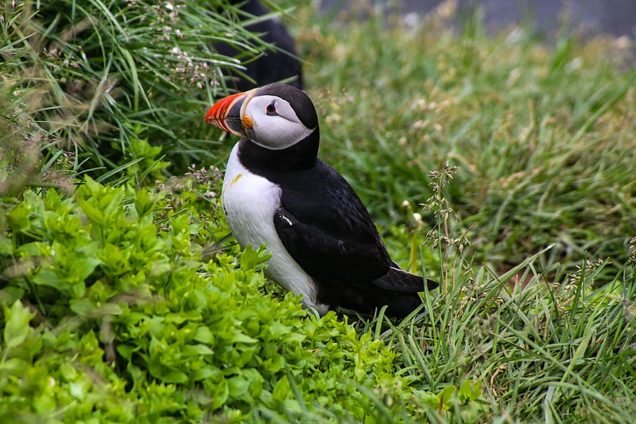 black and white bird on green grass field, animal, iceland, puffin, HD wallpaper
