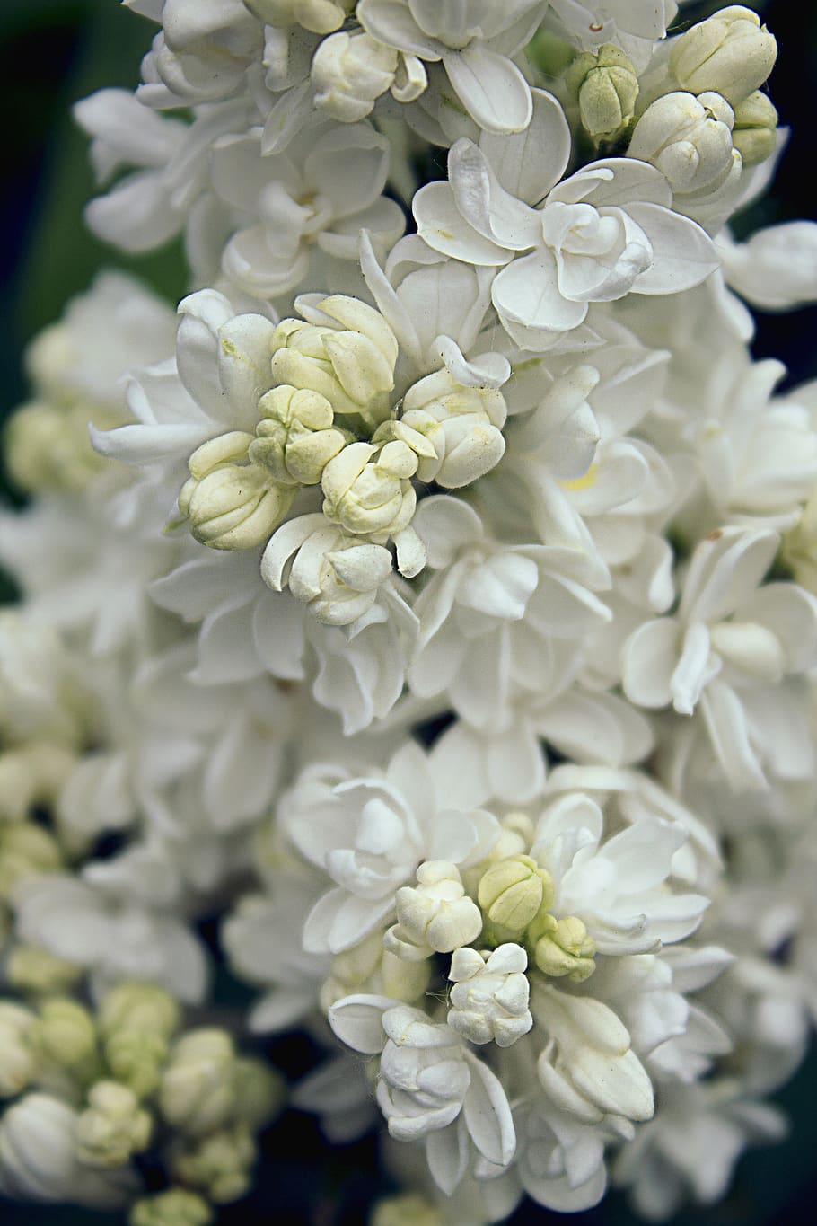 lilac, blossom, bloom, white, plant, spring, close up, tender HD wallpaper