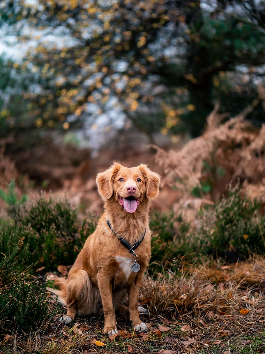 brown dog on grass, one animal, mammal, pets, domestic, animal themes HD wallpaper