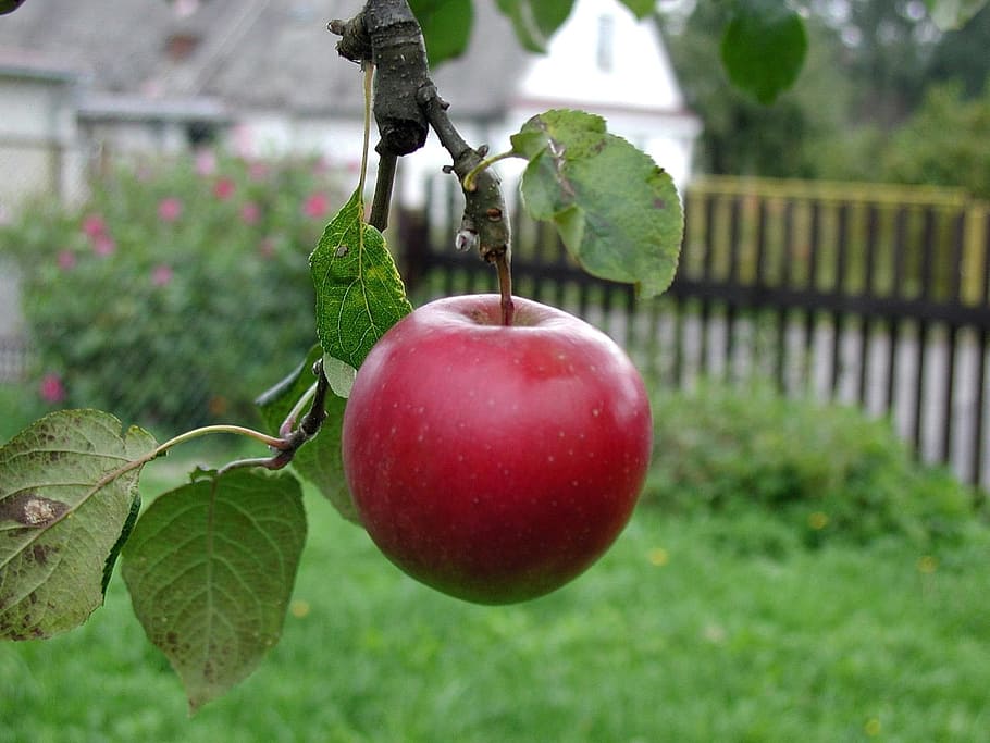 apple, red, fresh, food, fruit, nature, sweet, food and drink HD wallpaper