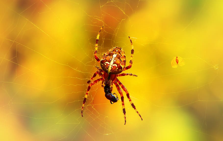 brown barn spider on web during daytime, animal, arachnid, garden spider HD wallpaper