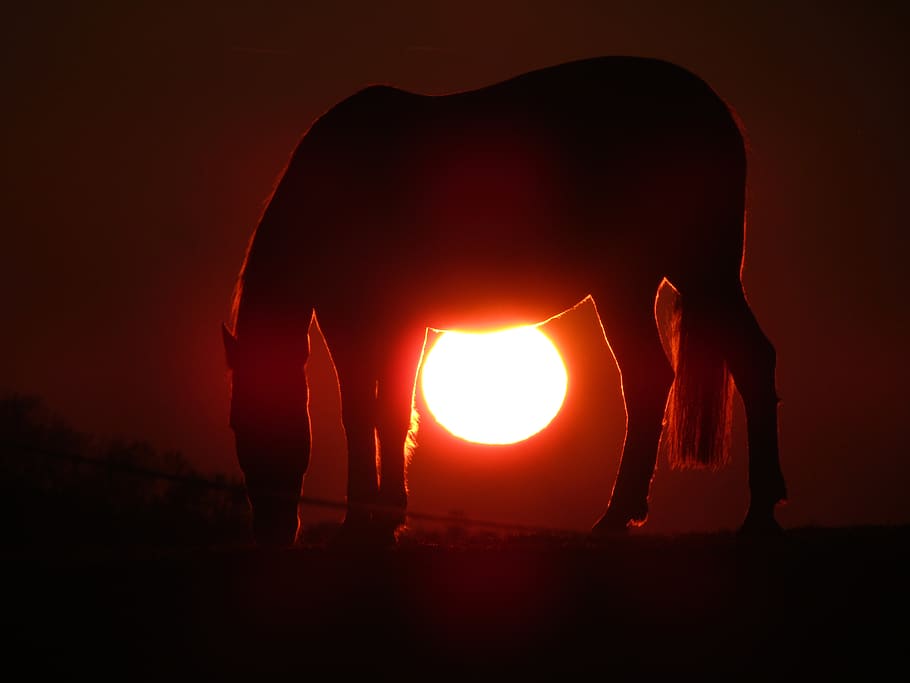 horse during sunset, light, flare, candle, animal, sunlight, unterbrüden HD wallpaper
