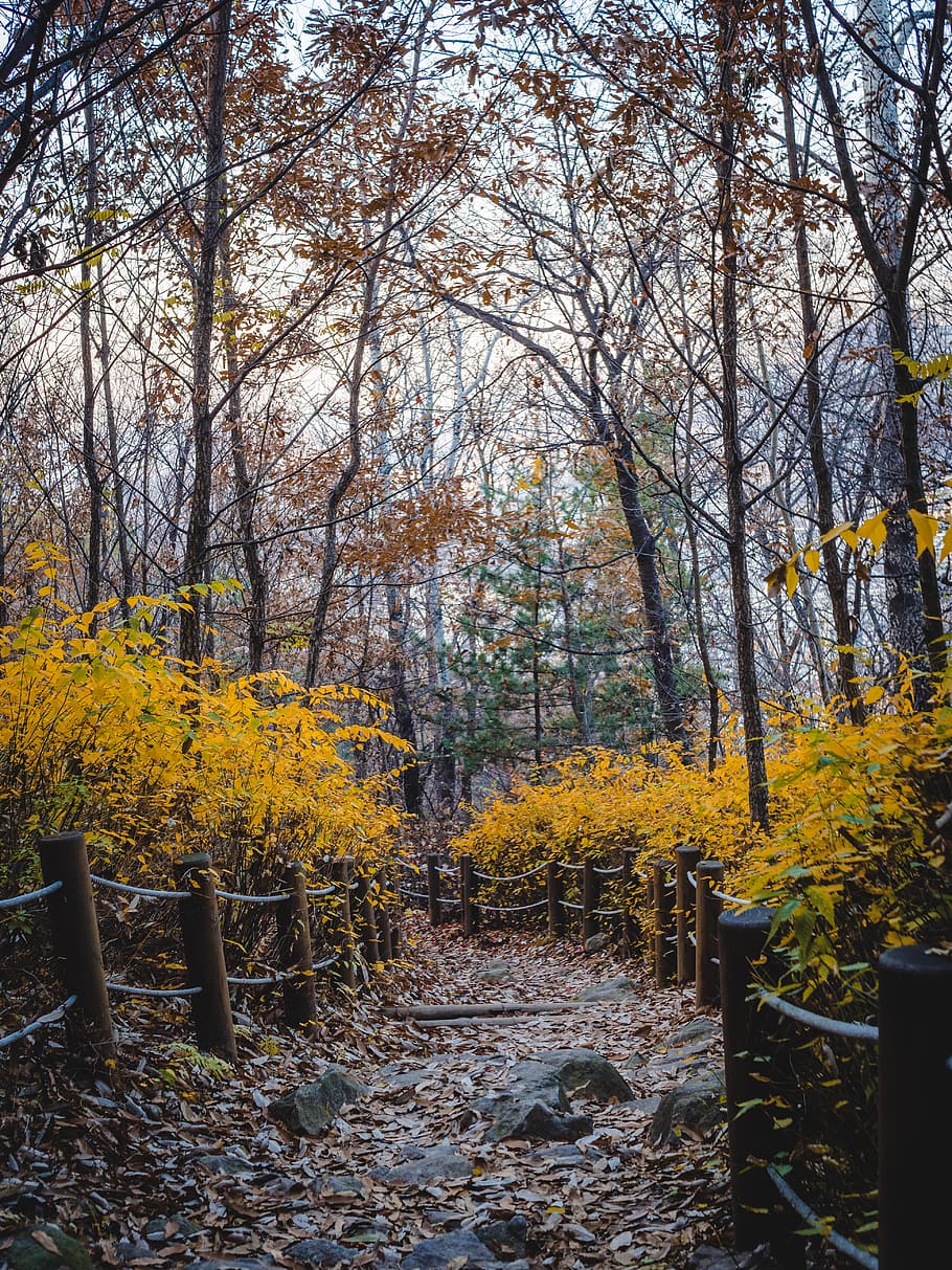 Yellow-leafed Trees, bright, colors, daylight, environment, guidance HD wallpaper