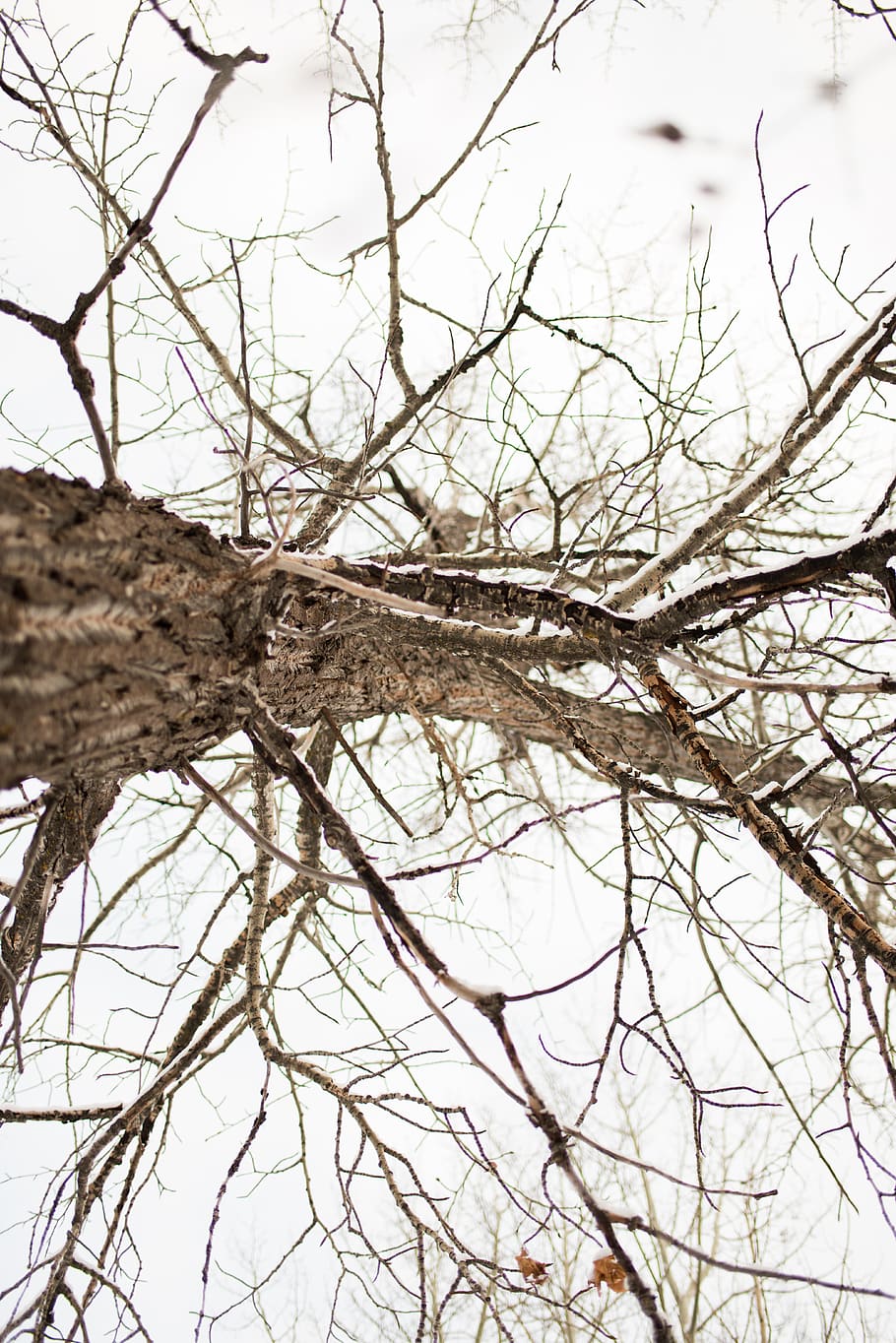 withered tree, branch, winter, tree branch, bare tree, plant HD wallpaper