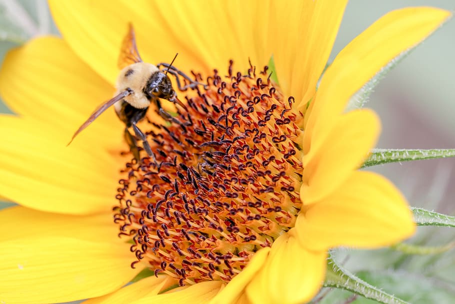 bee, flower, sunflower, yellow, invertebrate, insect, flowering plant HD wallpaper