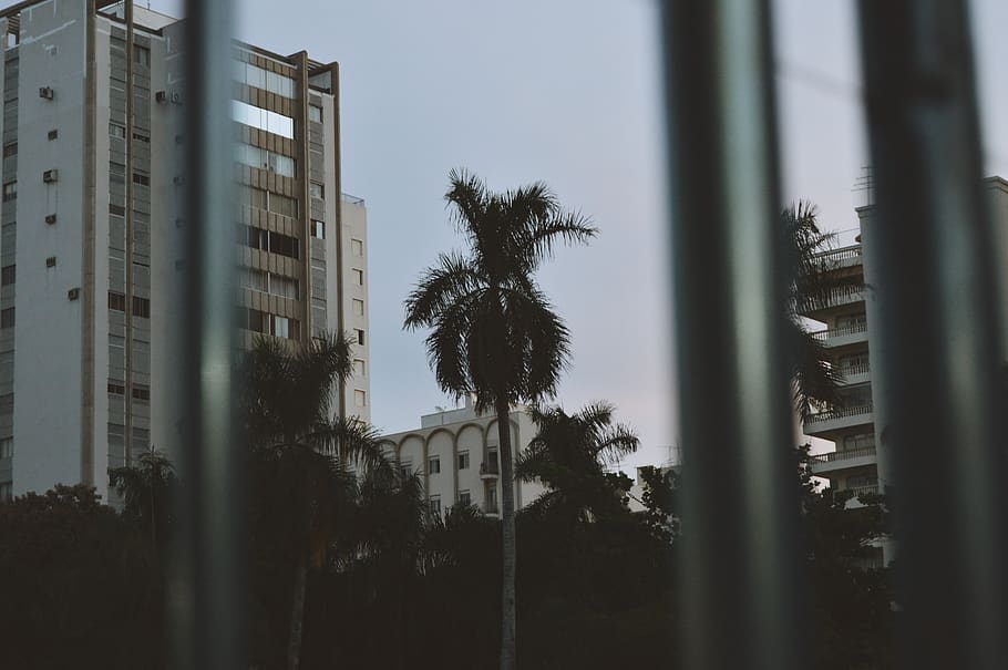 built structure, architecture, building exterior, palm tree HD wallpaper