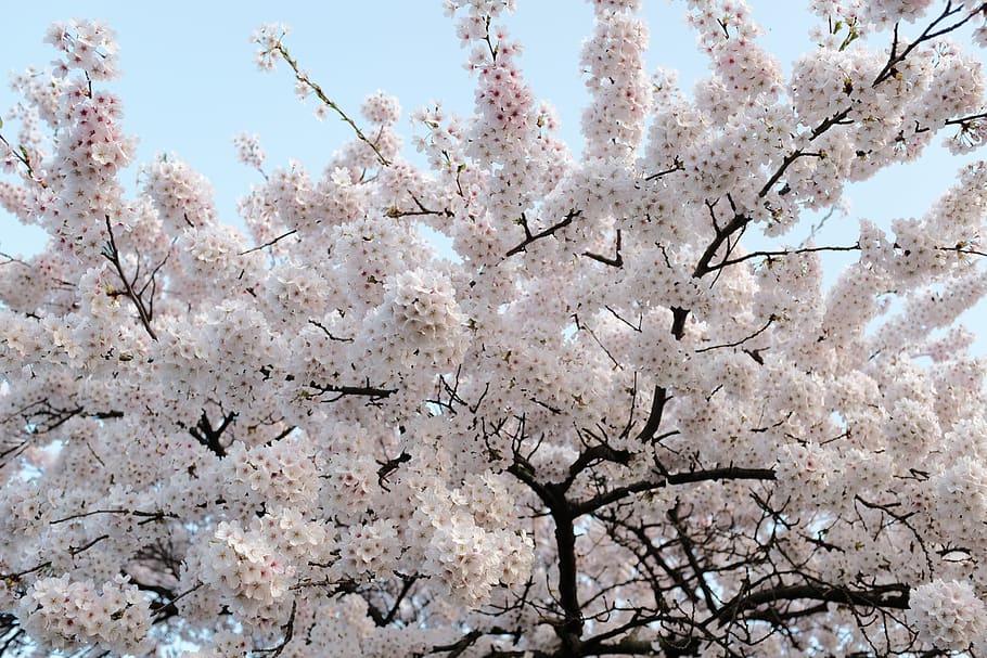 trees, blosom, spring, soft, colorful, flowers, blog, minimalism HD wallpaper
