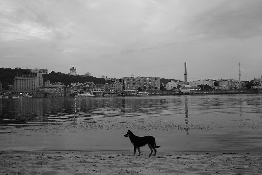 dog, water, river, kyiv, city, cityscape, dnipro, black and white