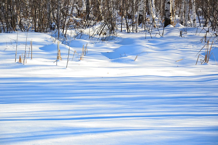 forest, winter, nature, snow, shadow, snowdrifts, snow day HD wallpaper