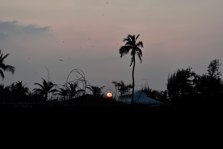 sunset, coconut, trees, tropical, orange, silhouette, sunrise HD wallpaper
