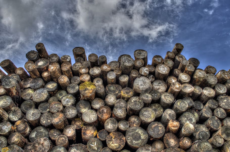 Pile of Wood Photography, forestry, stack, stacked, stems, timber HD wallpaper