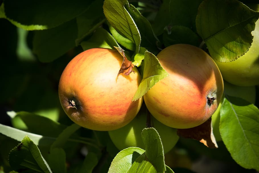 apple, ripe, apple tree, fruit, vitamins, brothers and sisters HD wallpaper