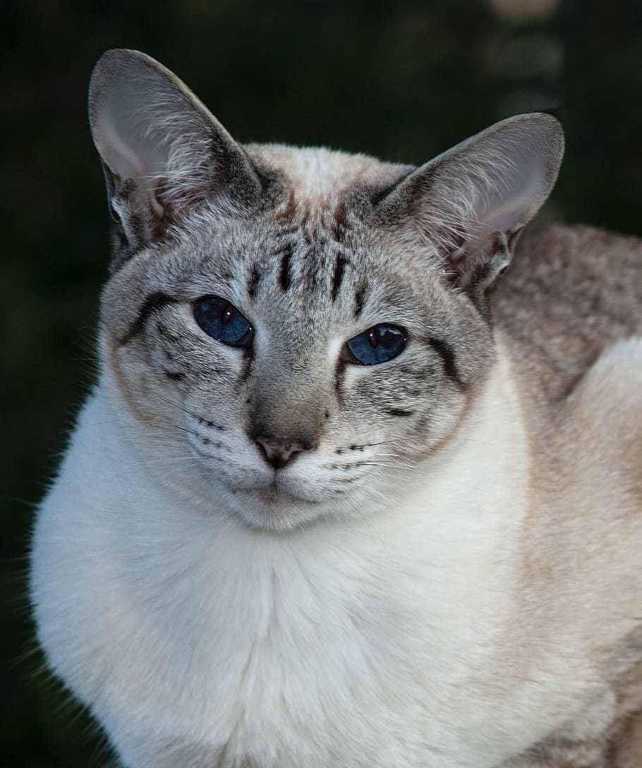 cat, siamese, animals, pets, cute, fur, blue eyes, one animal HD wallpaper