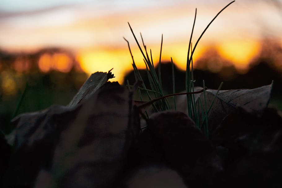 nature, grass, branch, light, plant, sunset, sunlight, morning HD wallpaper