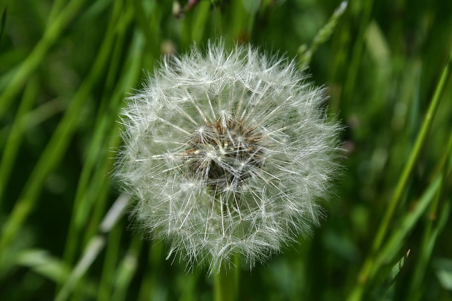 dandelion, wind, seed, plant, fragility, vulnerability, flower HD wallpaper