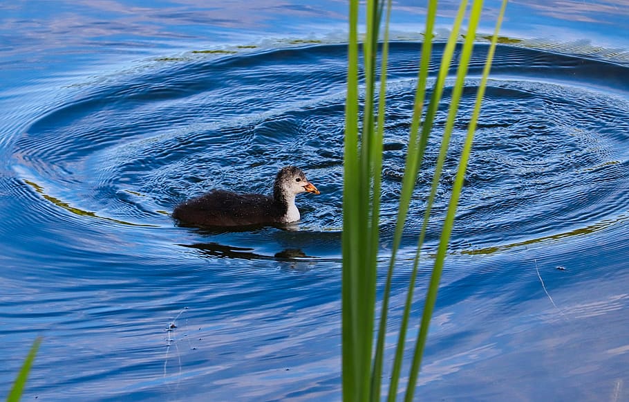 chicks, water, bird, nature, animal world, animal themes, one animal HD wallpaper
