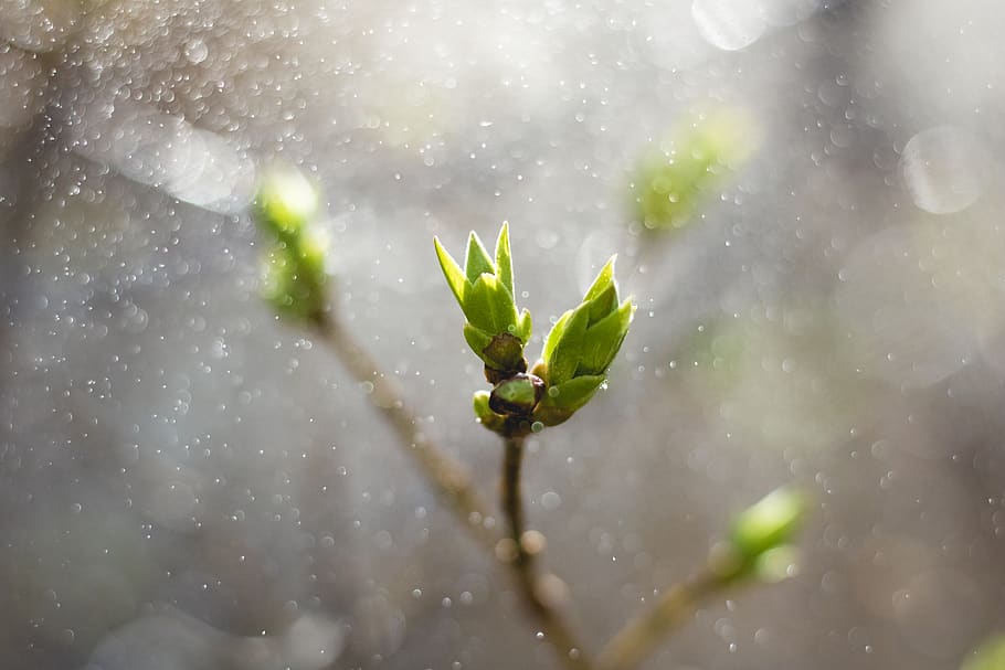 green leafed plant, water, close-up, nature, growth, drop, wet HD wallpaper