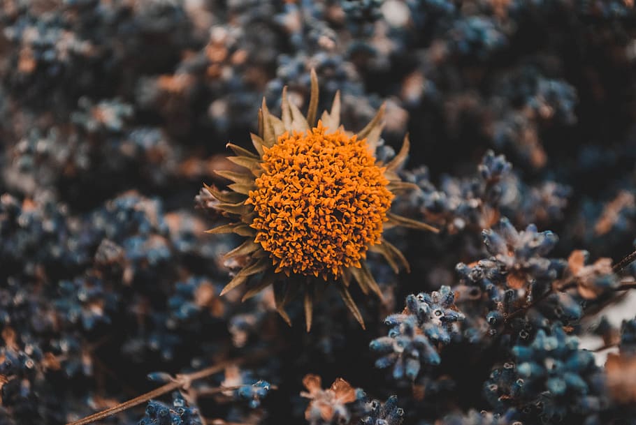 Orange Flower, bloom, blooming, blossom, blurred background, bright HD wallpaper