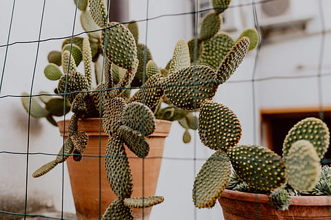 HD wallpaper: Opuntia in a ceramic pot, cactus, cacti, Prickly pear, plant  | Wallpaper Flare
