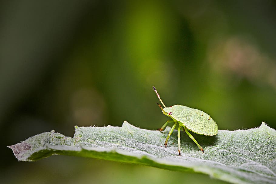 bug, green, forest, summer, insect, close up, animal themes HD wallpaper