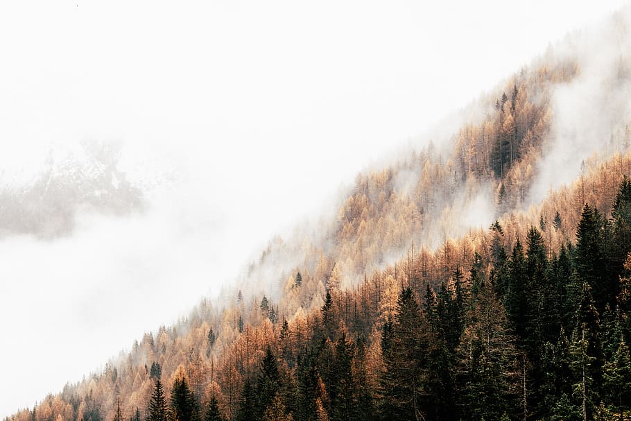 pine trees with fog, plant, beauty in nature, forest, scenics - nature HD wallpaper