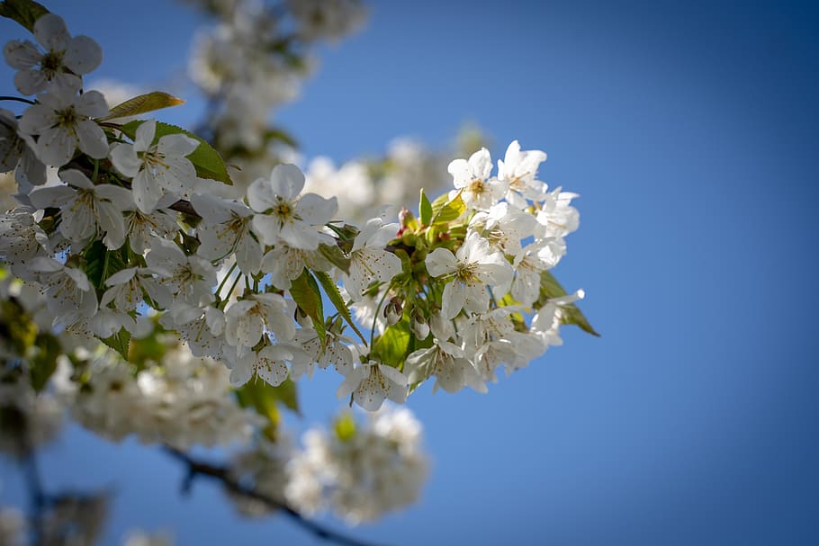cherry blossoms, branch, flowers, twilight, white, pink, spring HD wallpaper