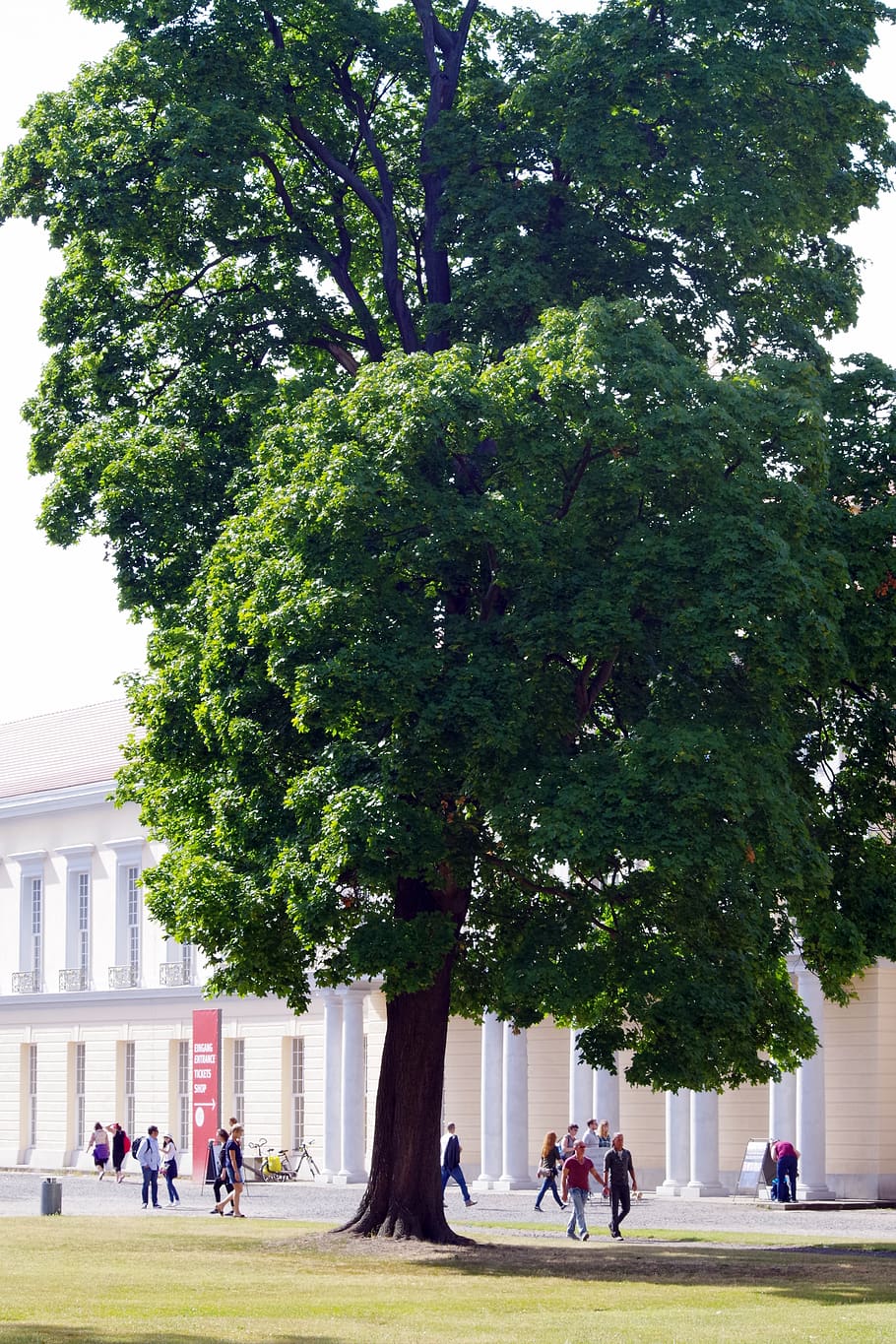tree, human, museum, recovery, relaxation, culture, plant, group of people HD wallpaper