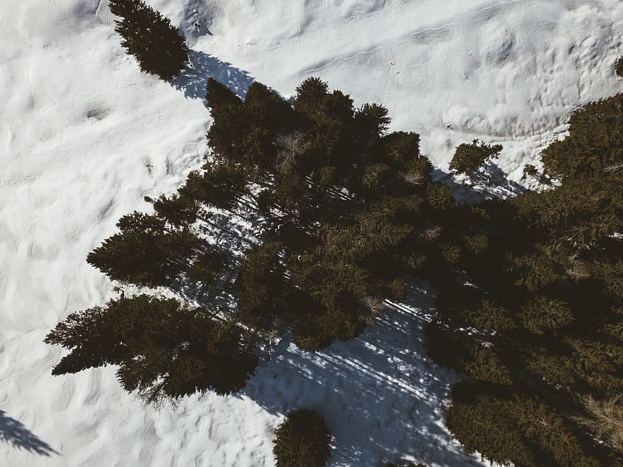 tall trees on icy ground, mountain, nature, outdoors, snow, ice HD wallpaper