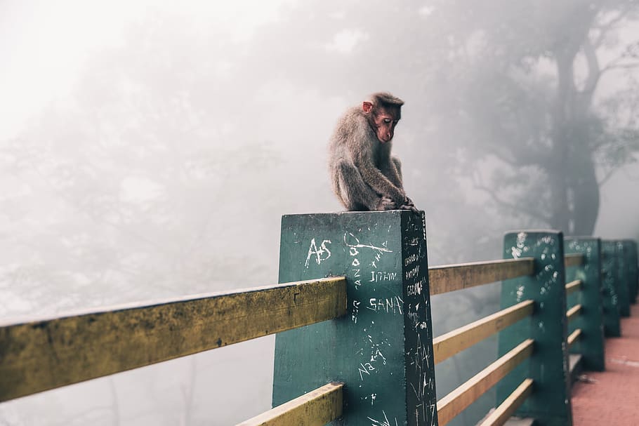 Snow Monkey In Japan Photo, Animals, Travel, Backgrounds, Trip