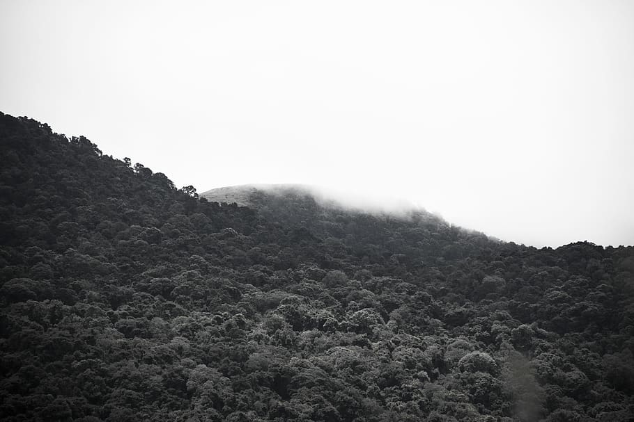 trees, mist, forest, tranquility, fog, scenics - nature, beauty in nature HD wallpaper