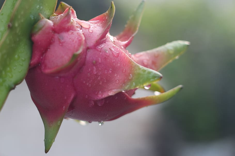 dragon fruit, dew, nature, close-up, plant, freshness, flower HD wallpaper